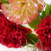 искусственные цветы гвоздикa цвета кремовый с розовым 56