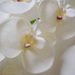 искусственные цветы орхидеи цвета белый 6